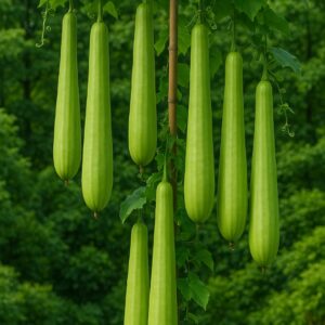 ১ প্যাকেট হাইব্রিড চাইনিজ বাঁশ লাউ বীজ ৩৯০ টাকা