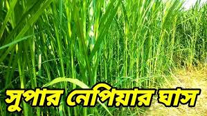 ১ কেজি স্মার্ট নেপিয়ার ঘাস বীজ ৯০০ টাকা