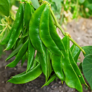 ১প্যাকেট বীজ খাটো জাতের শিম শারপান-৩ সীম 350 টাকা