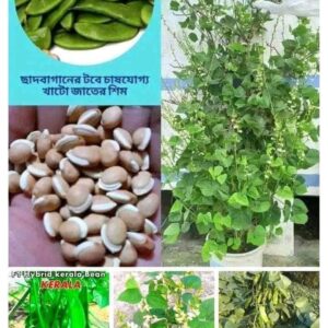 ২ প্যাকেট বীজ ৭০০ টাকা