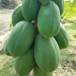 ২ প্যাকেট বেটিনা পেঁপে বীজ 750 টাকা