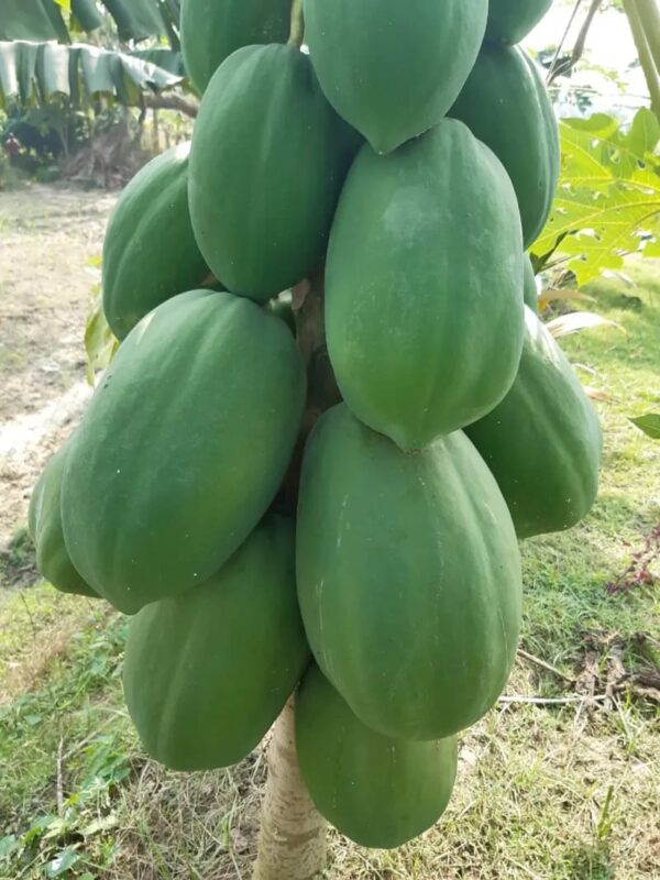 ১ প্যাকেট বেটিনা পেঁপে বীজ 380 টাকা