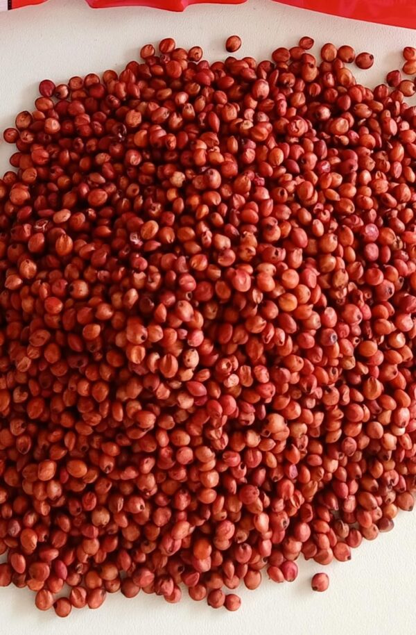 গুয়াতেমালা ঘাস বীজ ১ কেজি মাত্র ৯০০ টাকা