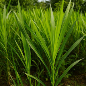 ইন্দোনেশিয়া স্মার্ট নেপিয়ার ঘাস বীজ ১ কেজি ৮৫০ টাকা