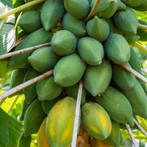 2 প্যাকেট হাইব্রিড গ্রিন লেডী পেপে বীজ 600TK