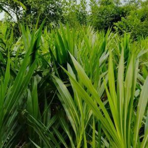 গুয়াতেমালা ঘাস বীজ ১ কেজি মাত্র ৭৯০টাকা