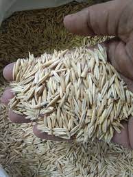 জুই ঘাসের বীজ ১ কেজি মাত্র ৯০০ টাকা